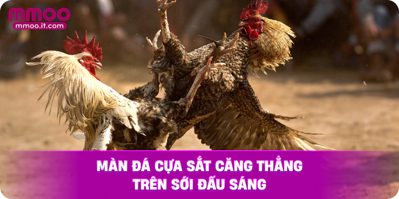 Màn đá cựa sắt căng thẳng trên sới đấu sáng